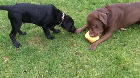 Puppy Labrador Whitby being trained by Buddy Labrador