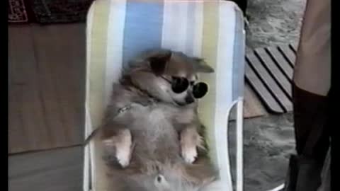 Cool Dog Enjoys A Lazy Day At The Beach