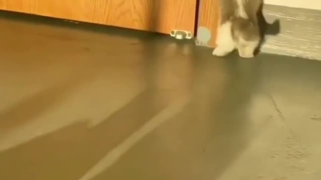 Cute animals enjoying