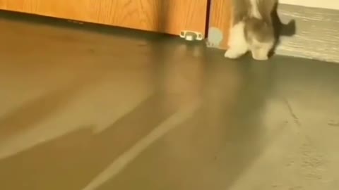 Cute animals enjoying