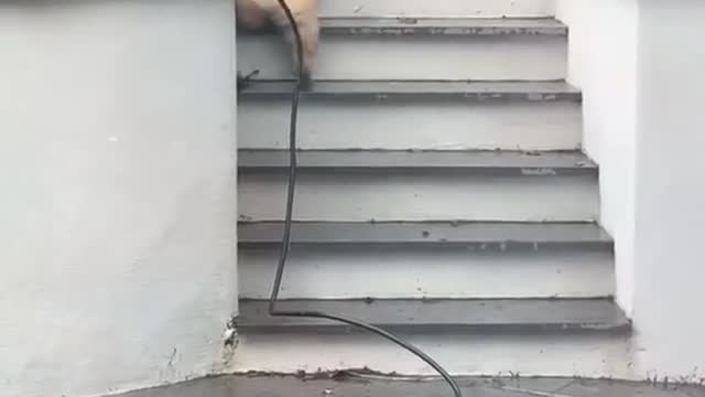 Funny Dogs Videos