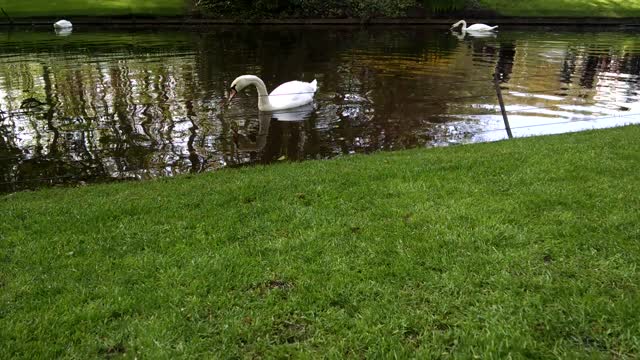 Tulip garden pond