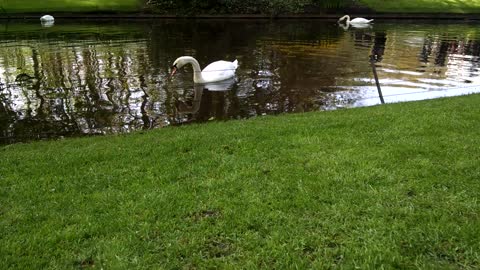 Tulip garden pond