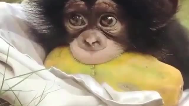 Baby monkey papaya eating 😋