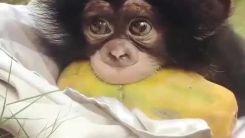 Baby monkey papaya eating 😋