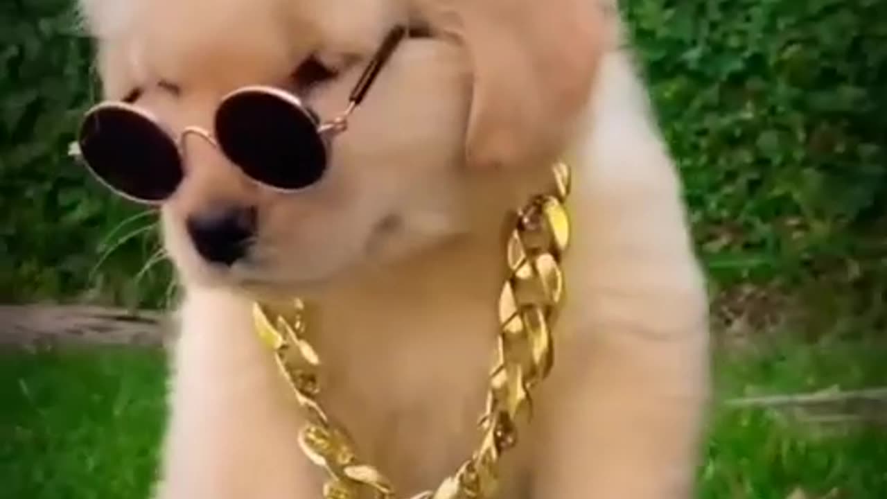 Dog Swag!!!🐶😎🤙