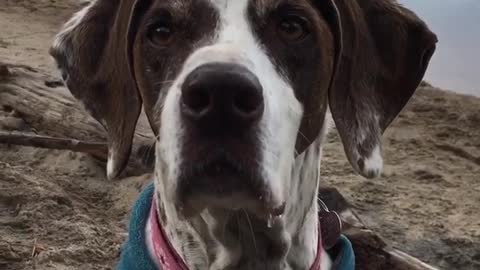 Brown and white dog in blue sweater shakes in front of lake