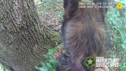 "Tough Guy" Runs From Deputies, Gets Caught By Police K9 In Marion County