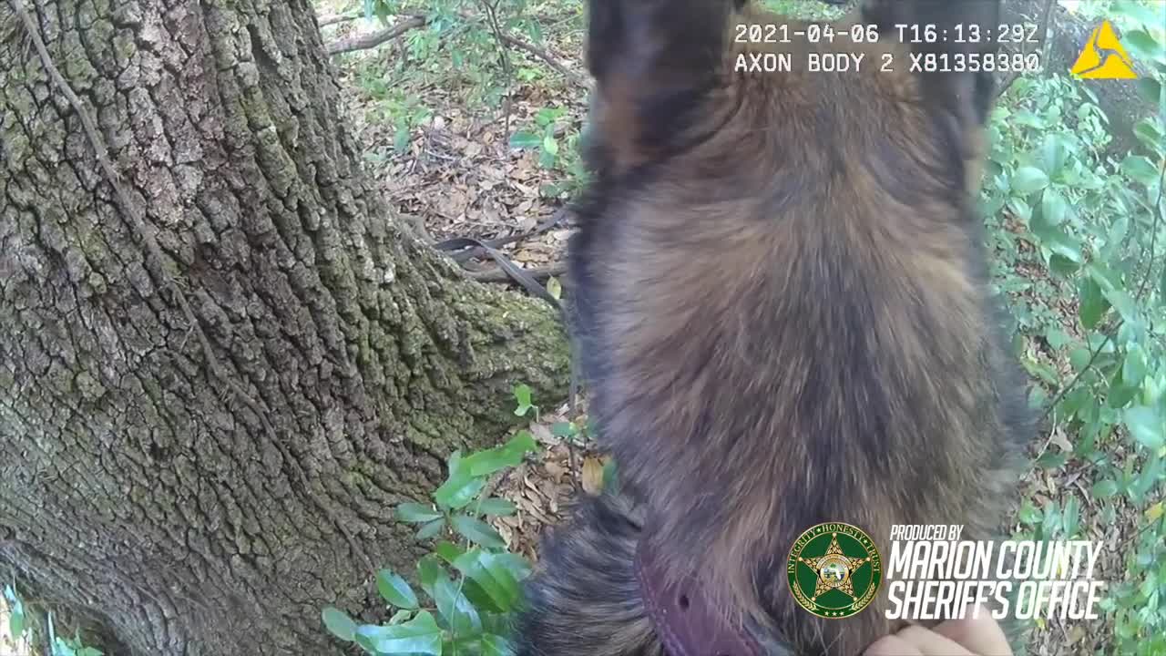 "Tough Guy" Runs From Deputies, Gets Caught By Police K9 In Marion County