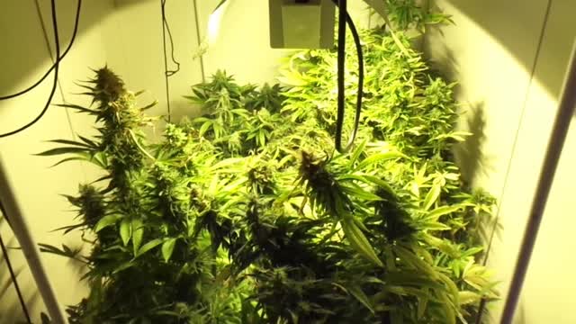 Marijuana Grow Show Week 7 Flowering Cannabis Updates From The AardVark