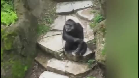 Gorilla