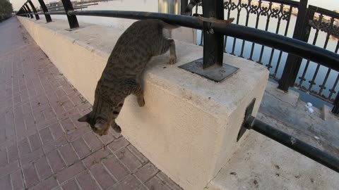 MICHAEL JACKSON & ED SHEERAN - Homeless cats in Ras Al Khaimah, UAE #cat #EdSheeran #MichaelJackson