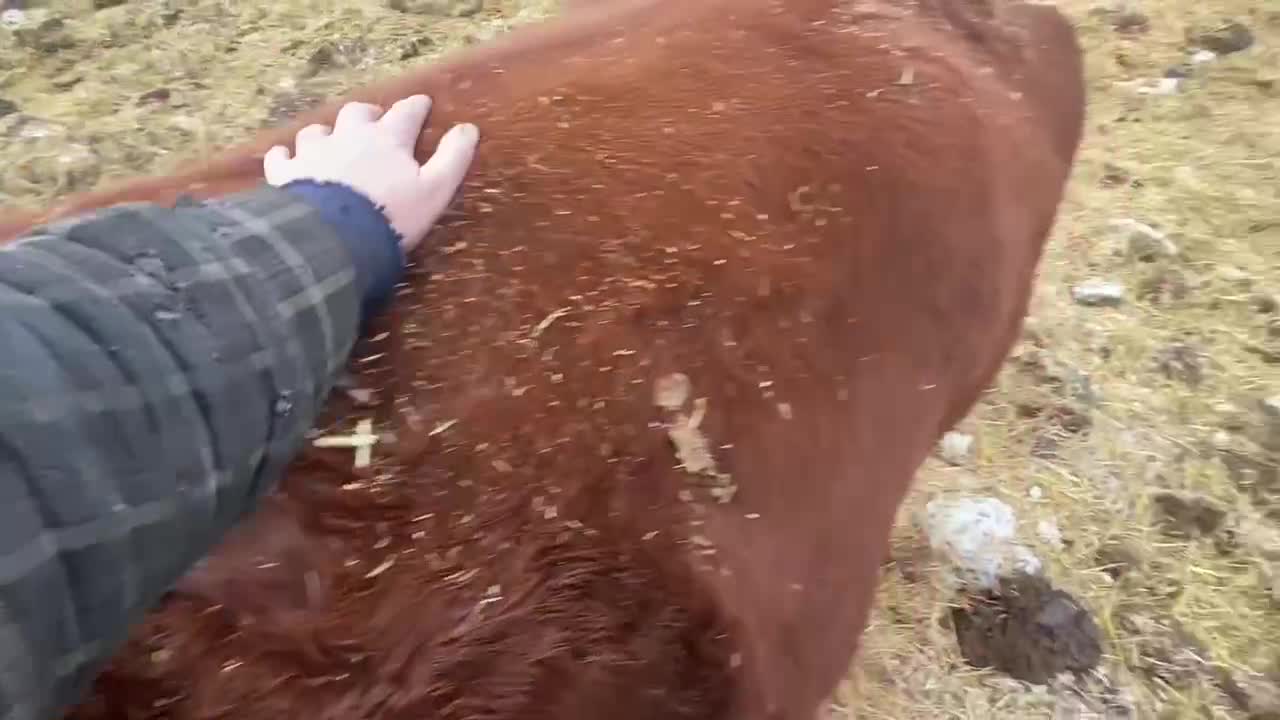 They’re not just cows