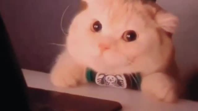 Funny Cat Cleaning Face # shorts