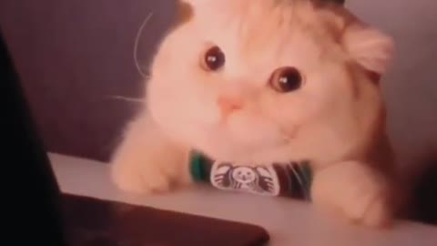Funny Cat Cleaning Face # shorts