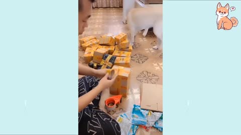 Cute 😍 Cute Funny and Smart Dogs Compilation