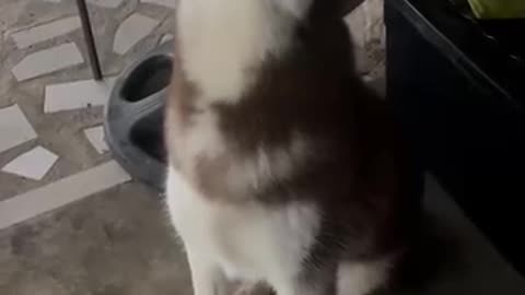 My Dog Want To Sing