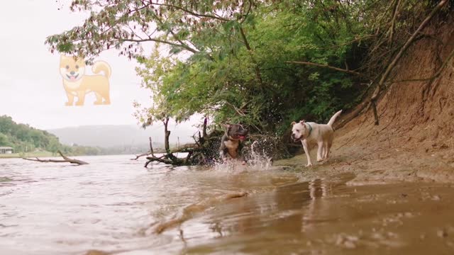 Two Dogs Getting Wet By Running In The River Side, (14)