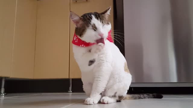 A spectacular clip of a domestic cat