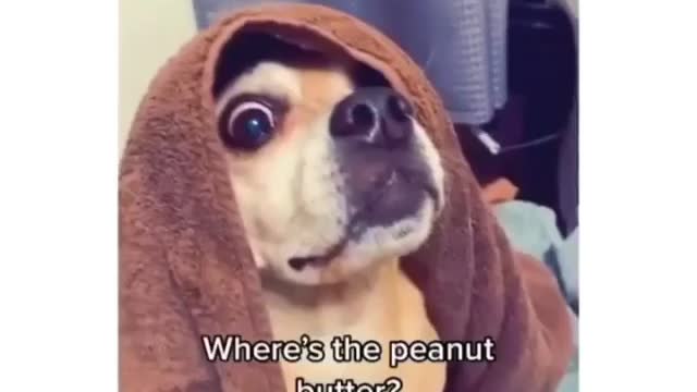 How to wash your dog using peanut butter trick 100% work 😇😇