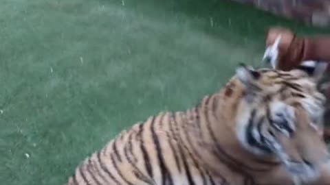 Two Dogs Playing With Tiger