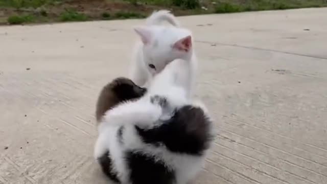 Pet dog and cat fight