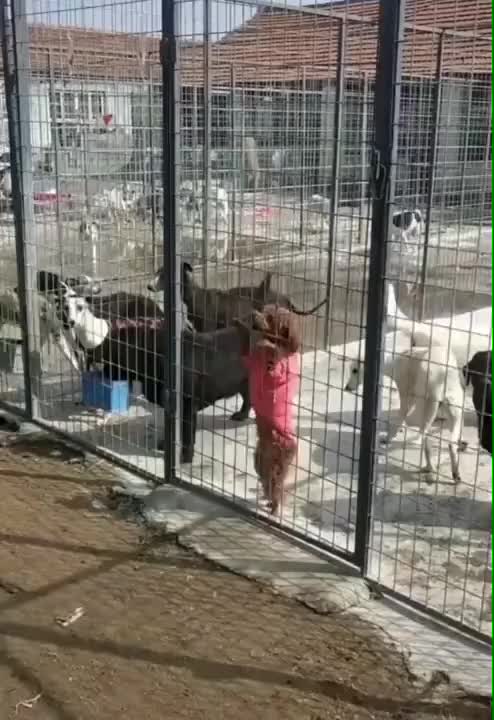 Become Ungovernable! Stand up I will not be a slave or caged!