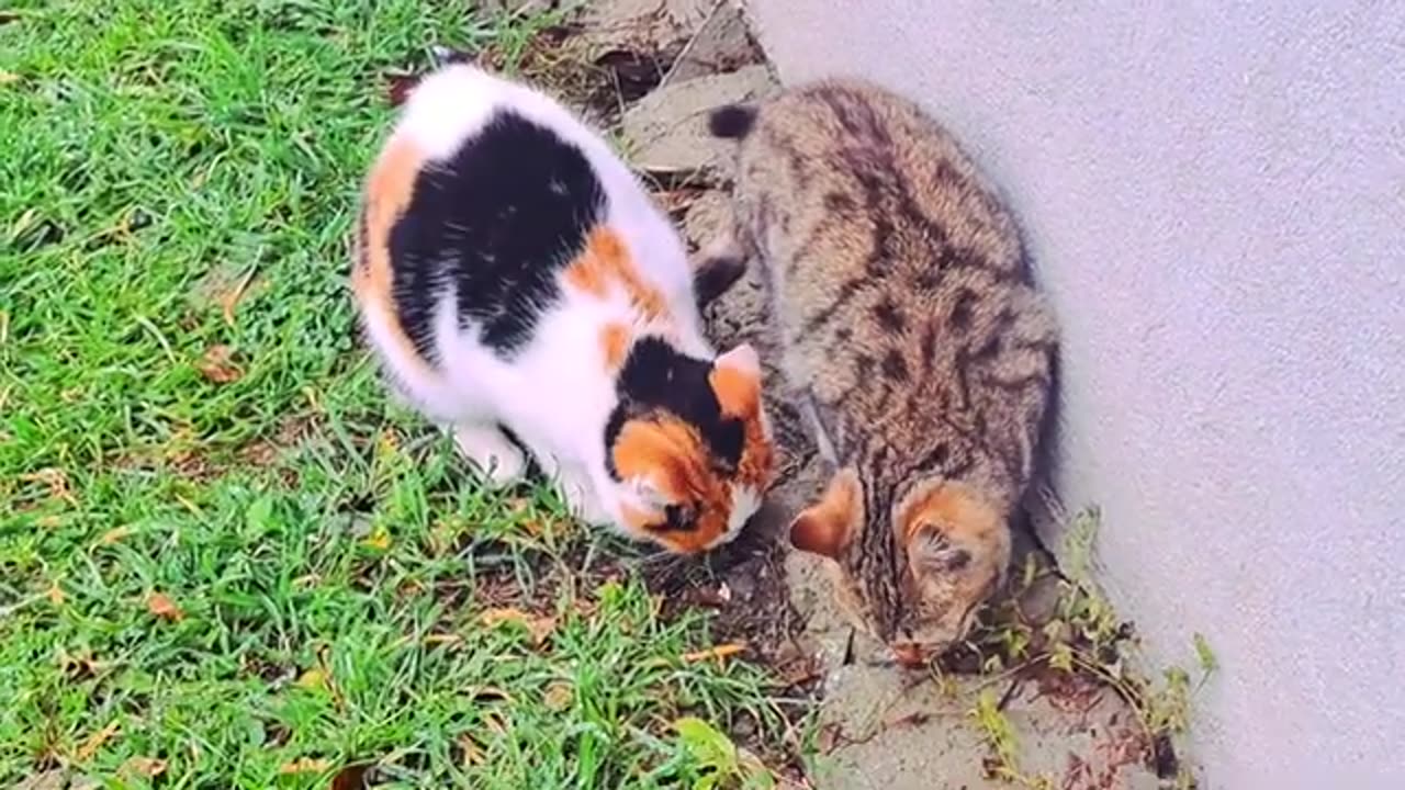 Cute cat and Cute kitten eat food.