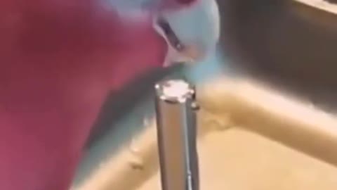 Animals funny #animals #shorts