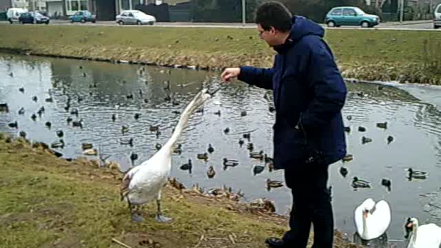 Feeding the Duck