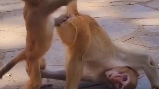 Monkey funny videos|animals |intertainmet