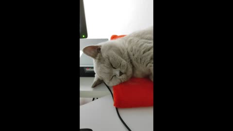 seriously hooman?