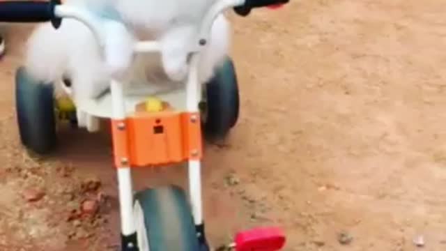 puppy biking