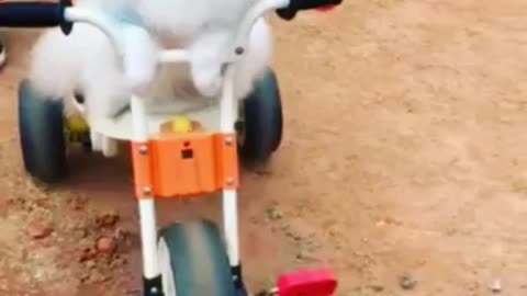 puppy biking
