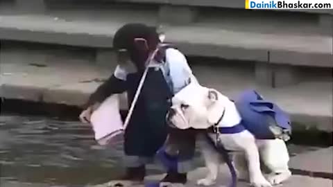 मंकी और डॉग की दोस्ती funny videos download