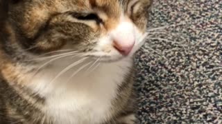 Cat sympathizes with Guardian