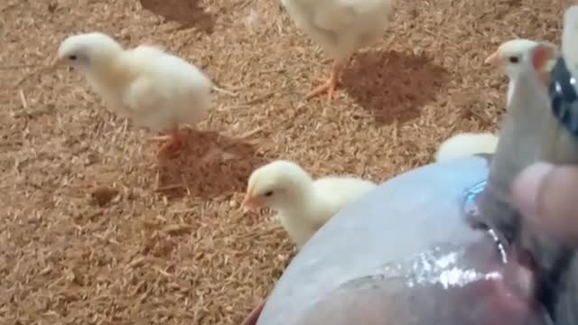 broiler chicken