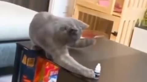 Funny and Cute Cats Videos #290