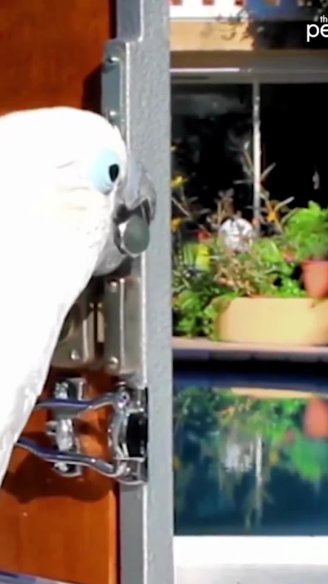 Parrots Lock Smart Parrot Opens Doors With Different Lock Combinations
