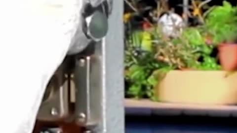 Smart Parrot Opens Doors With Different Lock Combinations