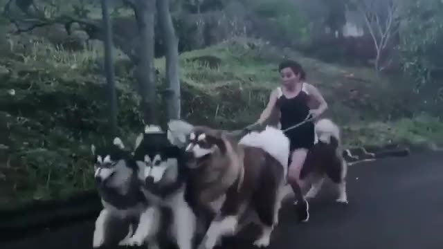 It’s a nightmare to take them for a walk😂
