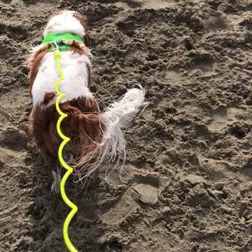 Cavalier King Charles at Golden Gate