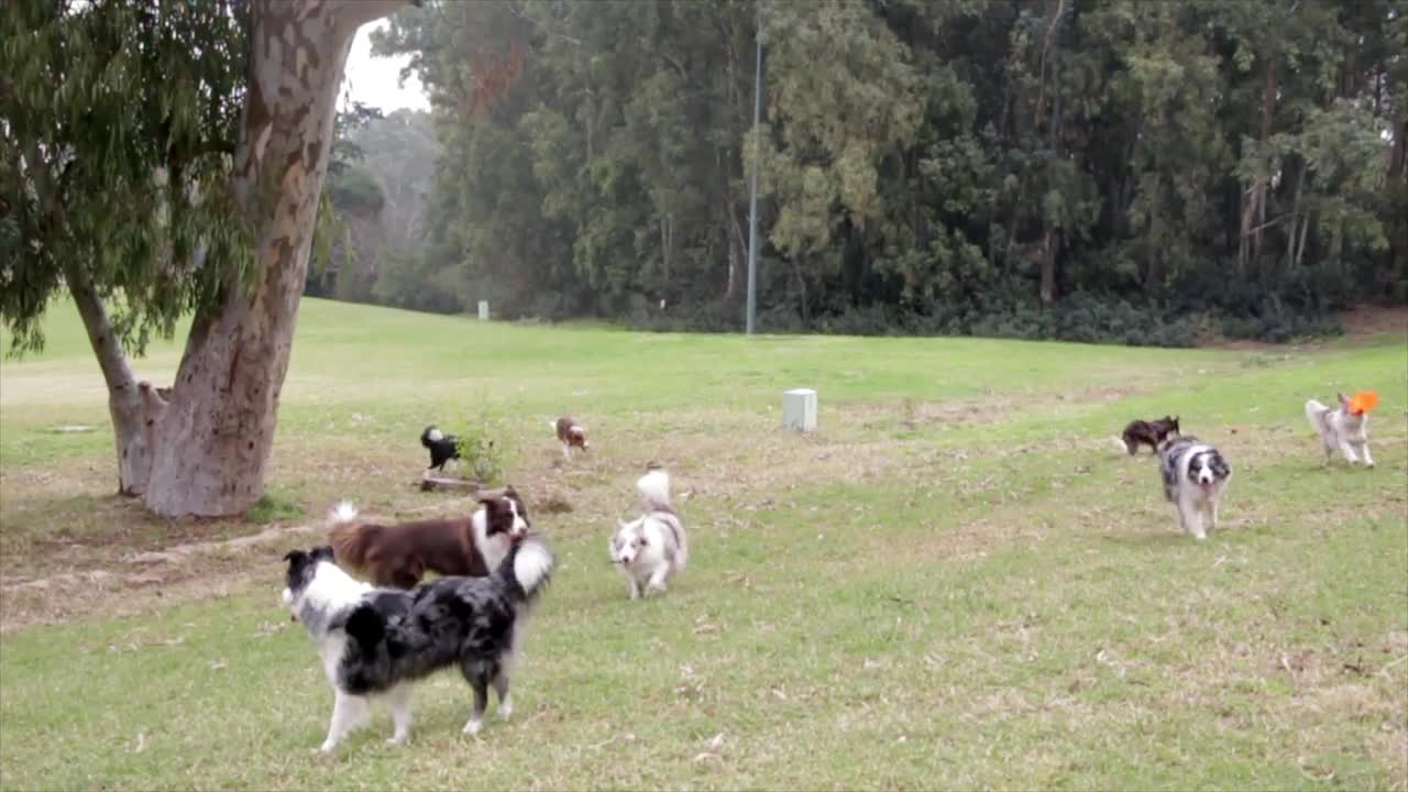 Funny Dogs Playin