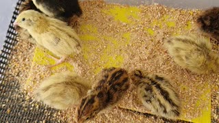 Cute Baby Quail