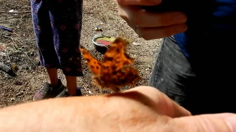 Butterfly Goes By By