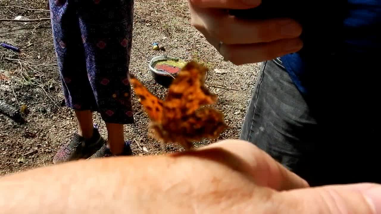 Butterfly Goes By By