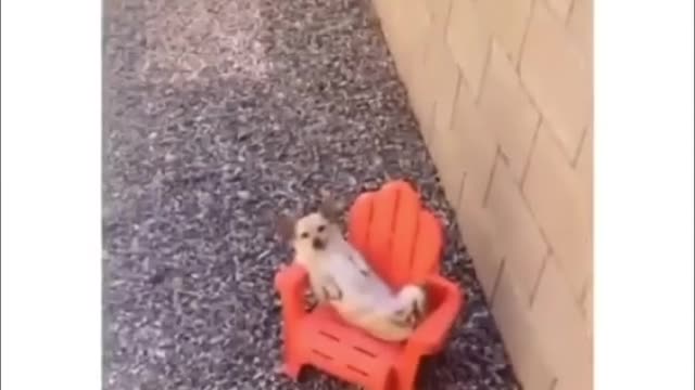 Beware of my dog!