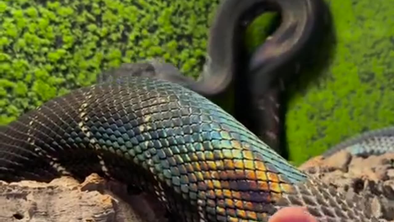 Man helps his snake shed it skin