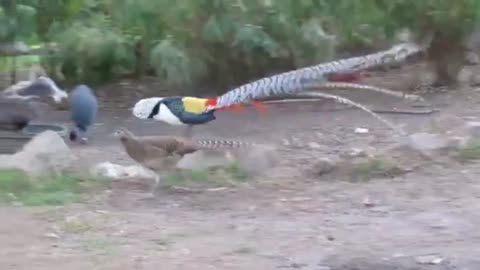 Funny video, funny Bird