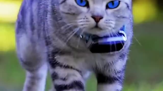 The Funniest Cat Videos on the Internet 🤣🐱